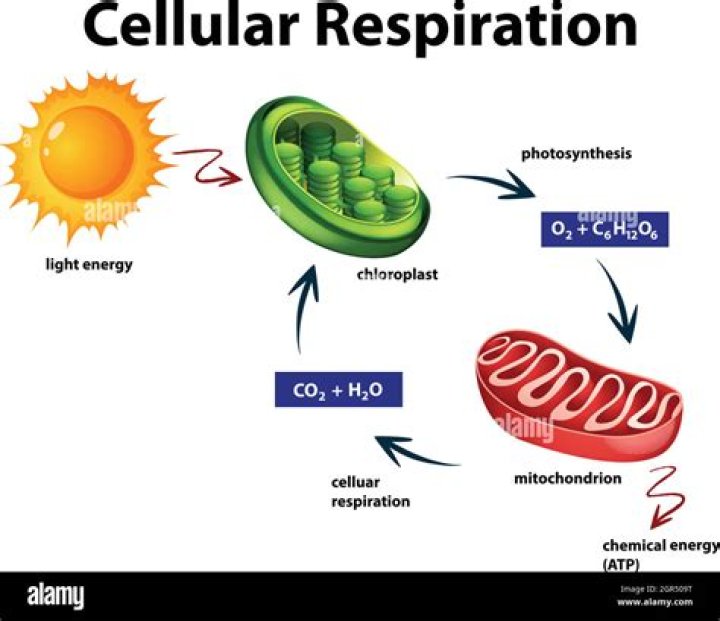 Do plant cells undergo cellular respiration