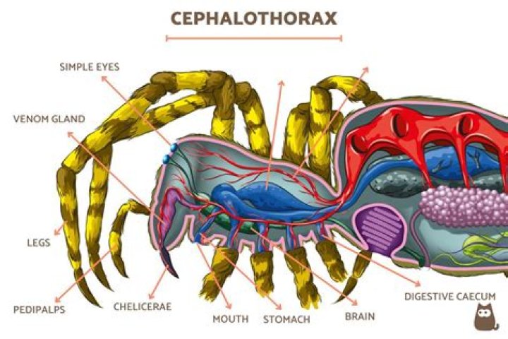Do spiders have a complete digestive system