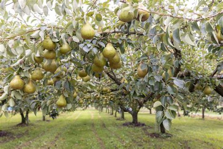 Do you get fruit from a flowering pear tree