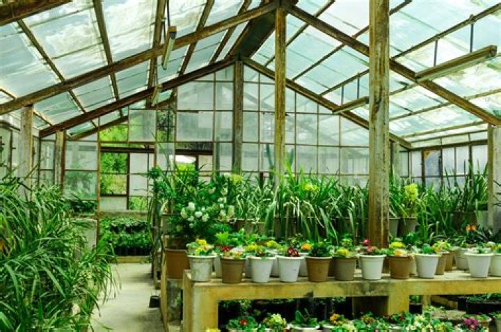 Do you need a greenhouse to grow vegetables