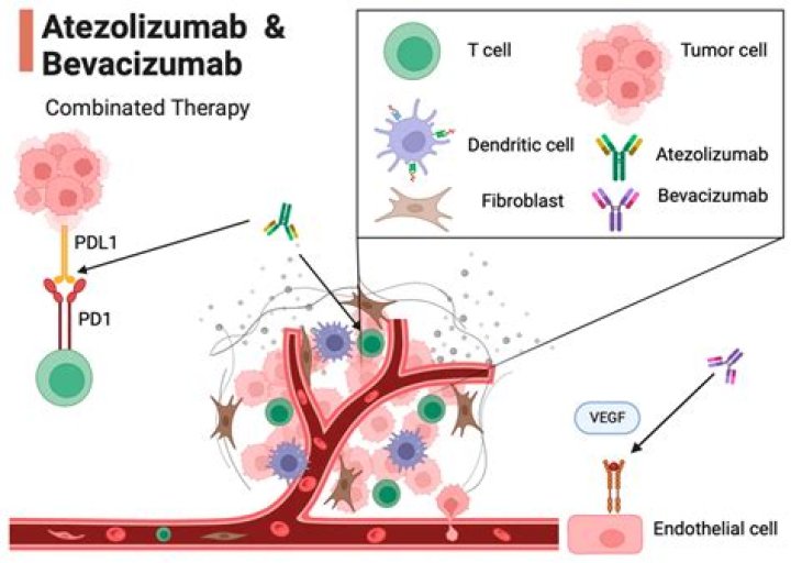 How does bevacizumab work against cancer growth and development