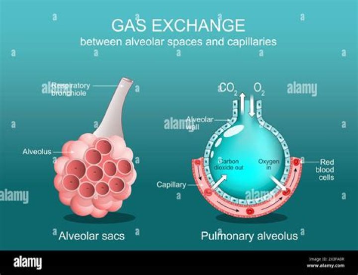 How does gaseous exchange take place in lungs and tissues