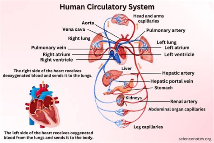 How does the cardiovascular system work with the urinary system