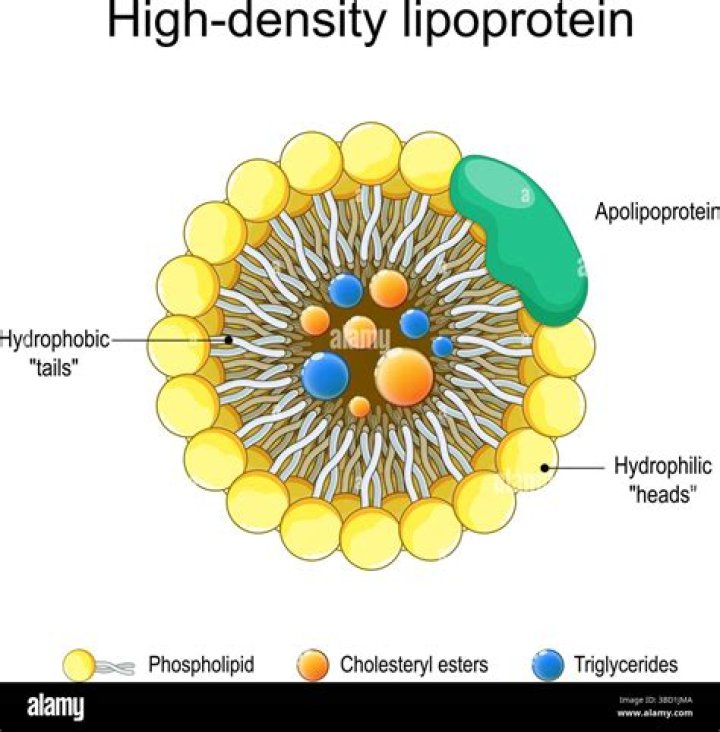 What do high density lipoproteins transport