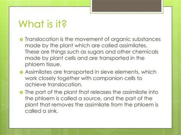 What is meant by translocation in biology