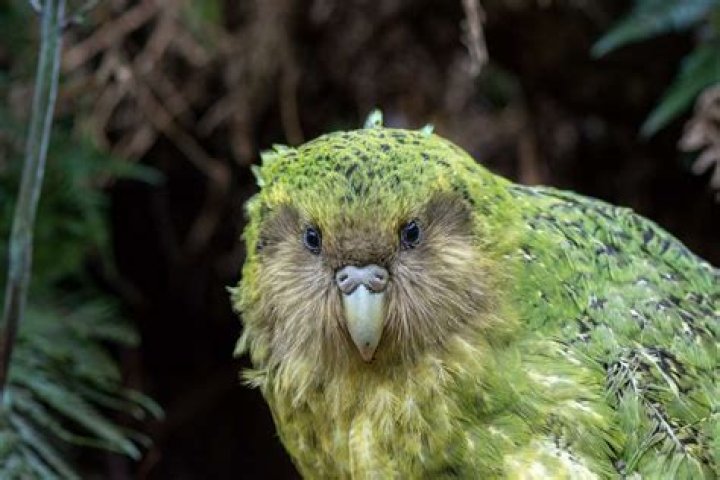 What is New Zealands most endangered bird