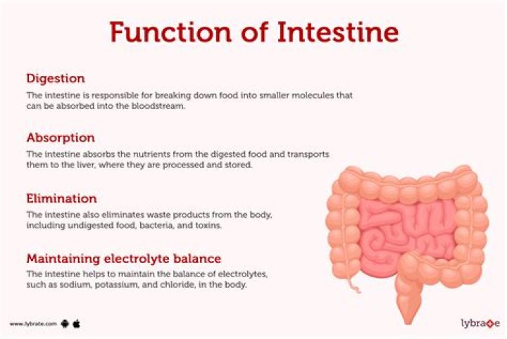 What is the function of bile BBC Bitesize