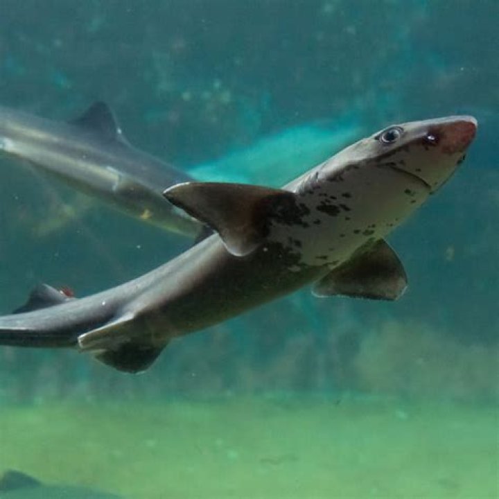 What type of tail does a dogfish shark have