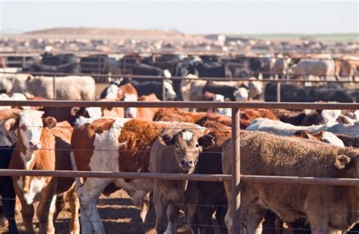 When did the cattle industry start in Texas