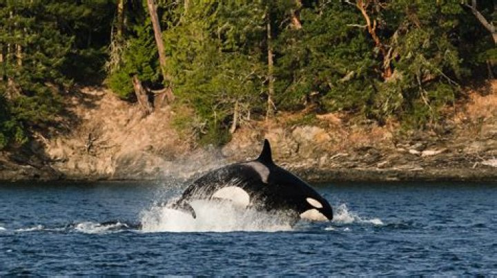 Where can you see orcas on Vancouver Island