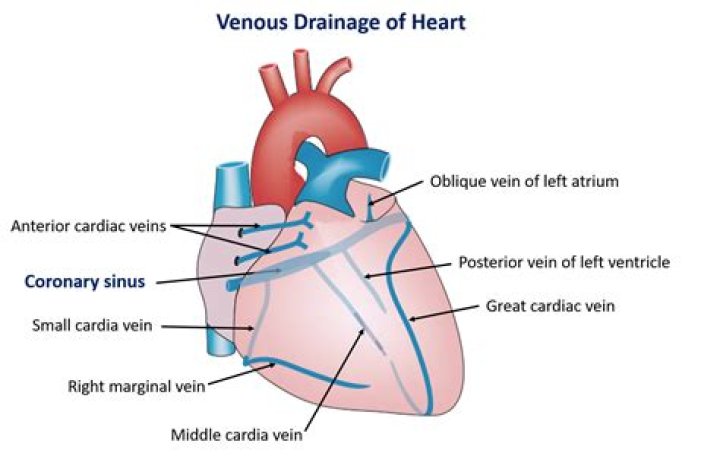 Where does the great cardiac vein originate