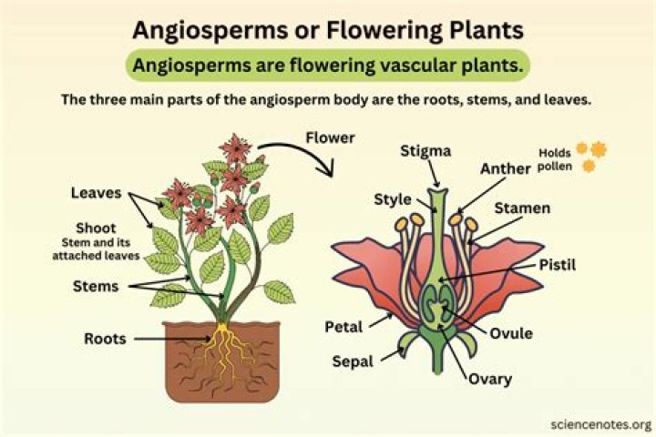 Which is the primitive family of angiosperm