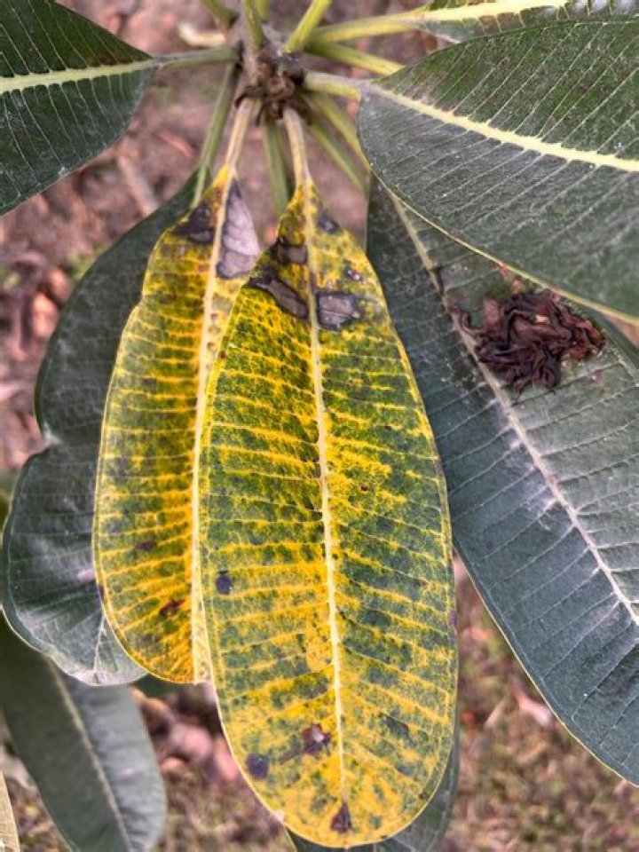 Why are my plumeria leaves turning yellow and falling off