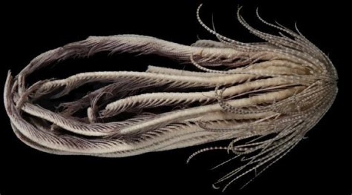 Why did Andromeda was offered as a sacrifice to the sea monster
